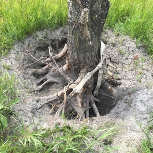Exposed tree roots after the Air-Vac system excavated the dirt beneath